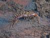 Lithobius sp.